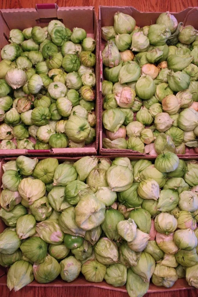 Easy Green Sauce for Freezing - Tomatillos, onions, peppers, and spices make an easy to make, delicious green sauce that's also suitable for freezing. Use as salsa or a topping for chicken enchiladas. So good!